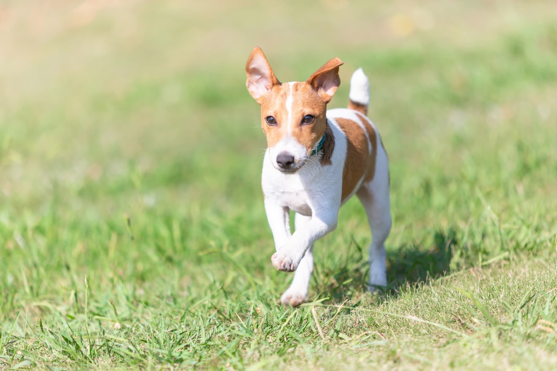 小動物って火葬できるの?大阪での費用相場って?その④|ペットメモリアル大阪南