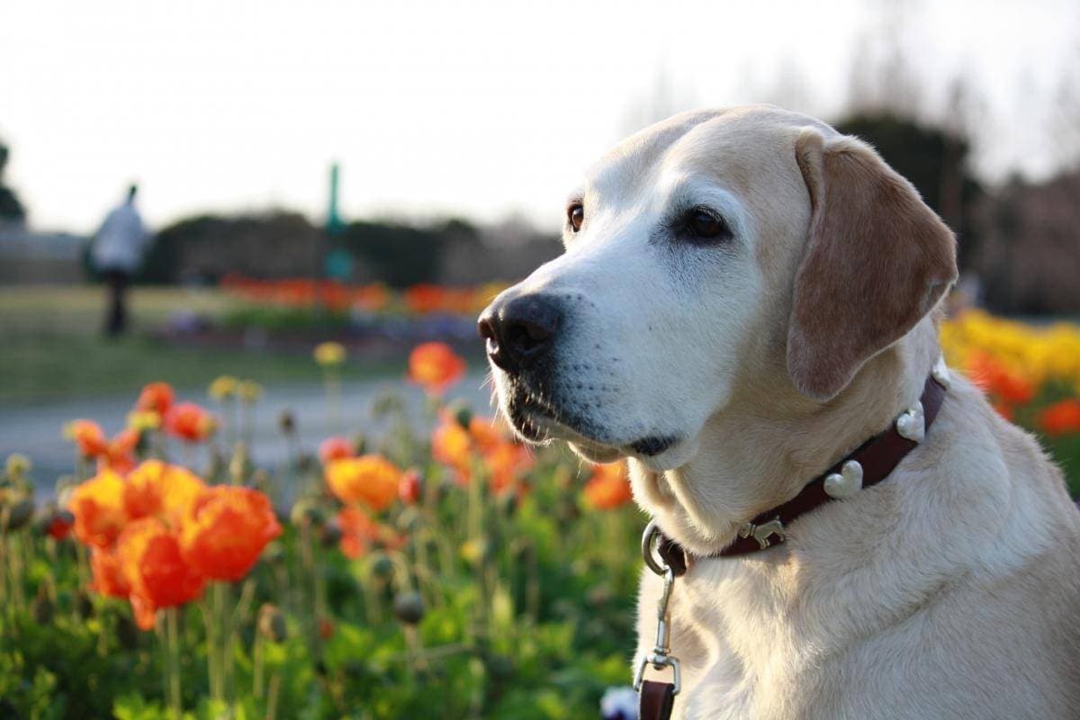 大型犬のペット火葬で後悔しないために!お別れ前の準備から業者選びまで