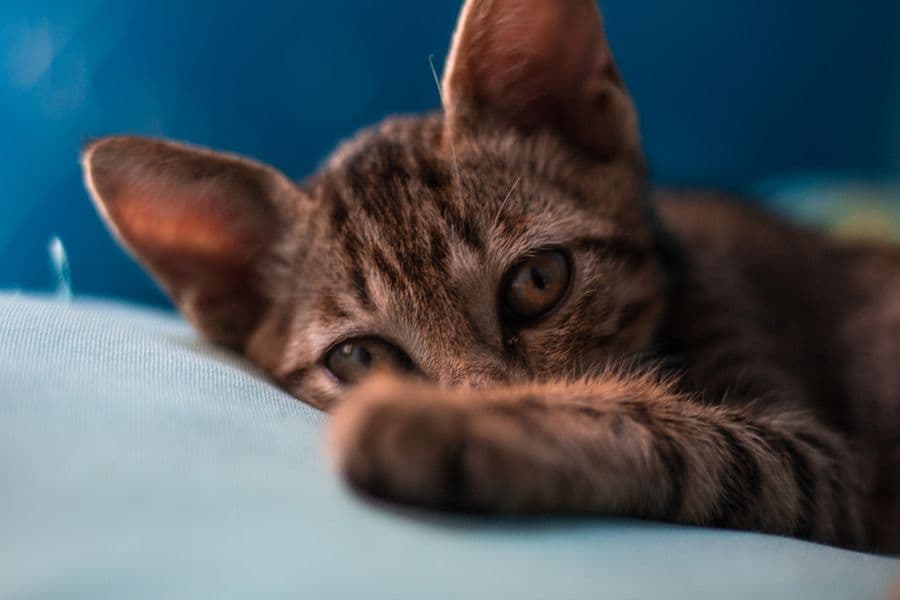 愛犬・愛猫の毛や肉球を残す方法|火葬前にできる思い出づくり