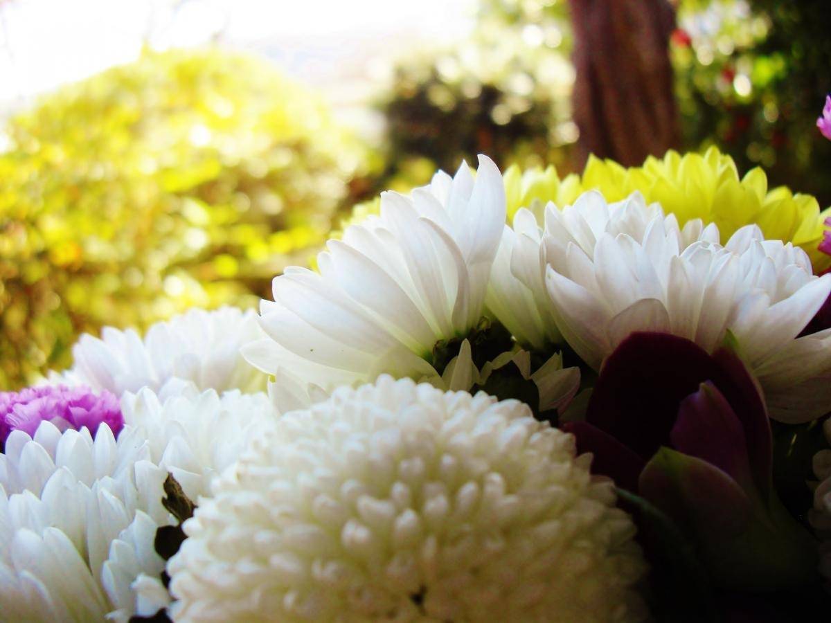 大阪市東成区でペット火葬！供養法を徹底解説