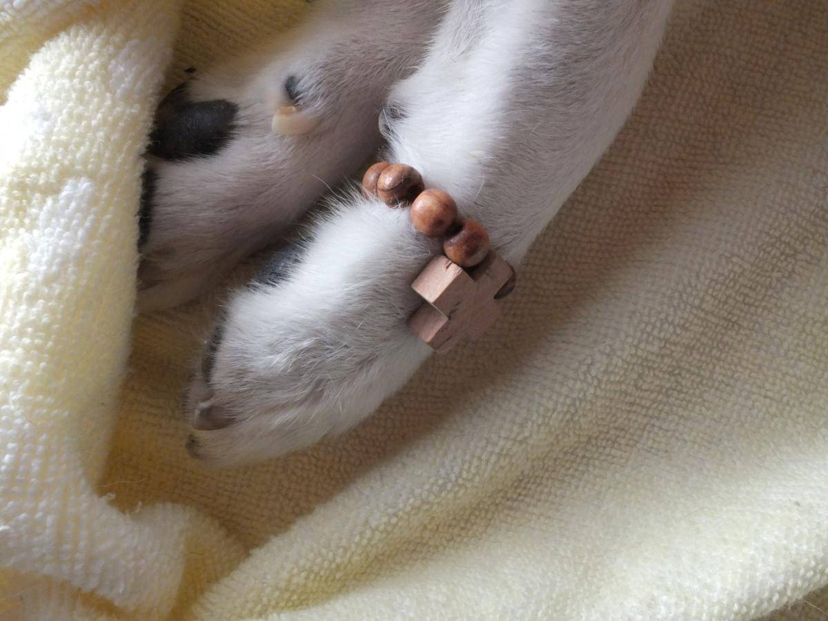 ペット火葬の持ち物とマナー完全ガイド！後悔しないための準備を徹底解説