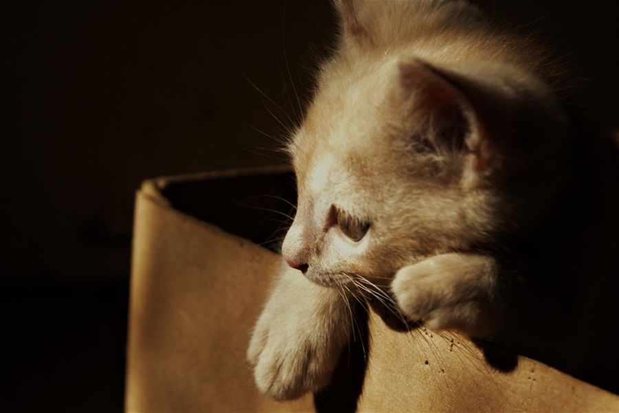 愛犬・愛猫の毛や肉球を残す方法|火葬前にできる思い出づくり